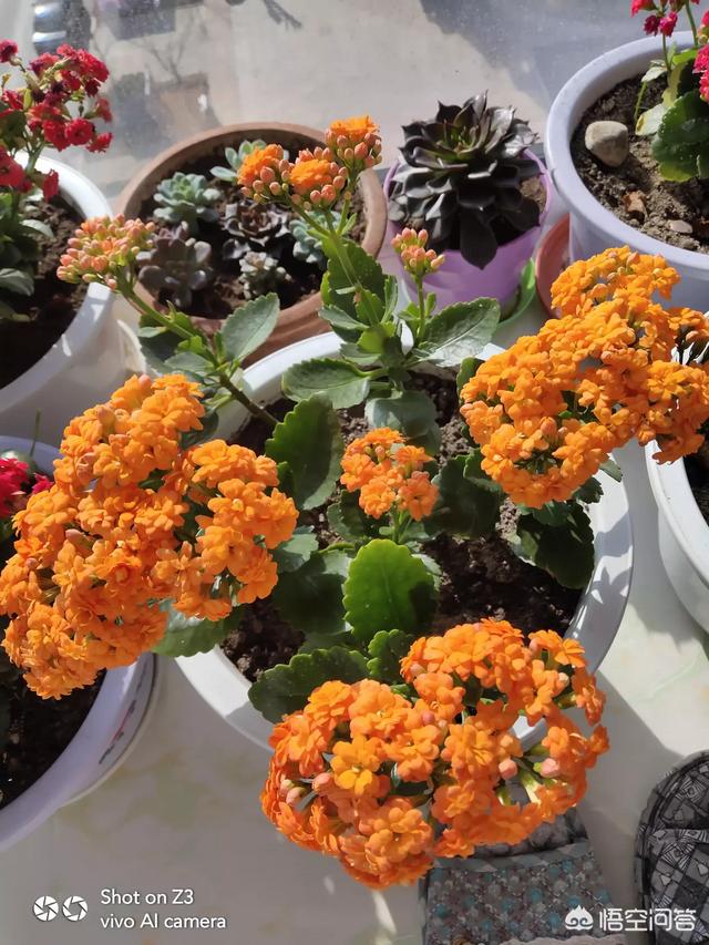 长寿花的繁殖方法大全:长寿花三个头还能扦插吗？