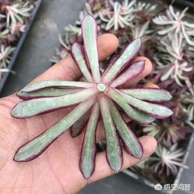 多肉植物翡翠景天小苗:多肉法师小苗可以砍头吗？