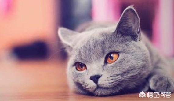 孟买猫:孟买猫吃三文鱼好不好？孟买猫吃三文鱼可以美毛吗？