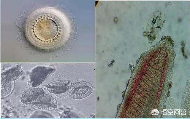 车轮虫 生活史:养鱼过程中车轮虫和指环虫该怎么防？