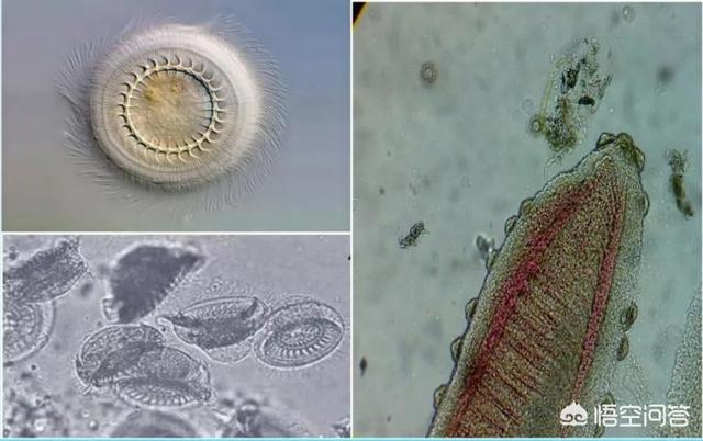 车轮虫病 斜管虫病:养鱼时，用什么药物可以防治车轮虫病？