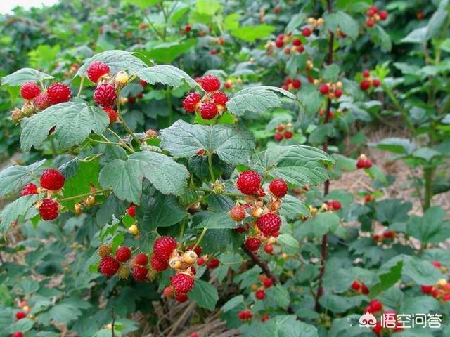 农村儿时的记忆里你吃过山里最难忘的野生果子是什么