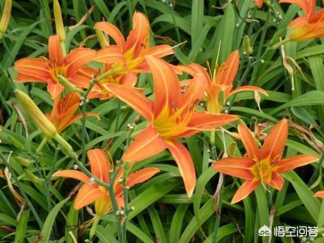 大花萱草哪个品种值得种植:大花萱草适合盆栽吗？需要怎么养护？