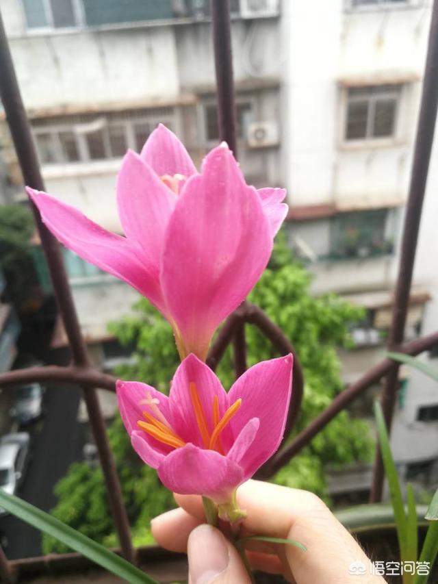 在你一生中,最爱的是哪种花？它和你有什么故事？