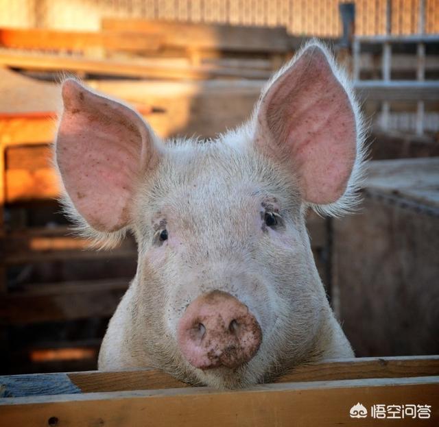养猪需要哪些成本？为什么中国养猪成本比美国欧洲贵那么多？