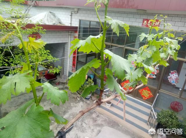 露天葡萄种植技术大全:庭院种植葡萄，怎么样管理才能高产优质？