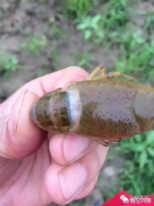 观赏虾脱壳后的表现:极火观赏虾为何会出现全身乳白色然后死亡？