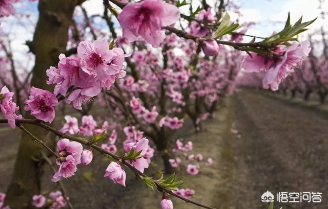 丁硫克百威苹果介壳虫:桃花谢后可喷什么类型的杀菌剂？