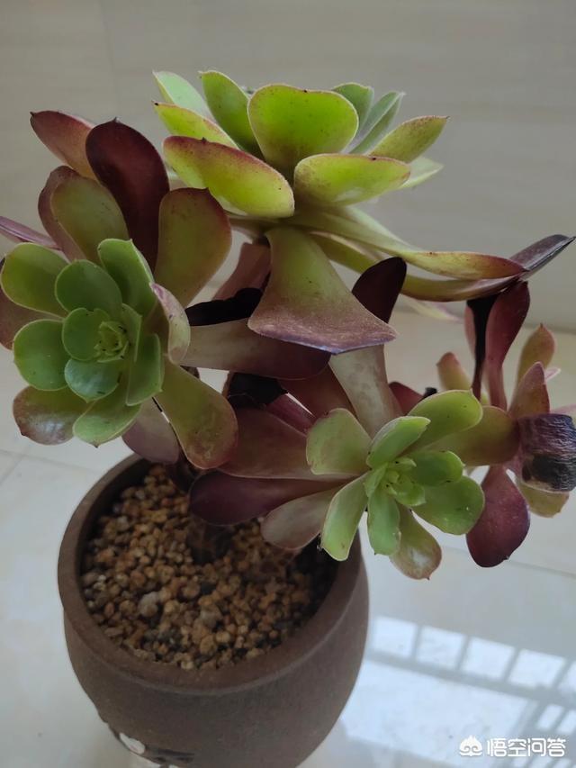 头条问答 多肉法师系紫羊绒叶子大开 紫叶子大范围变绿 绿叶还有大面积长斑点 怎么补救 晨曦植物的回答 0赞