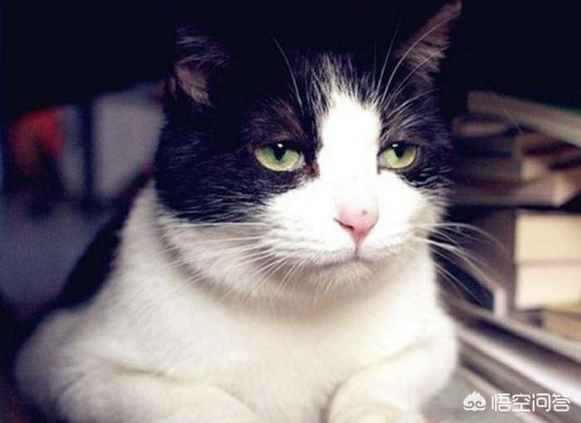 猫咪发春的声音音乐:家里的猫发情了，一直叫，好心烦，怎么办？