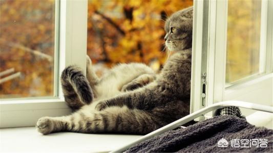 猫咪发春的声音音乐:家里的猫发情了，一直叫，好心烦，怎么办？