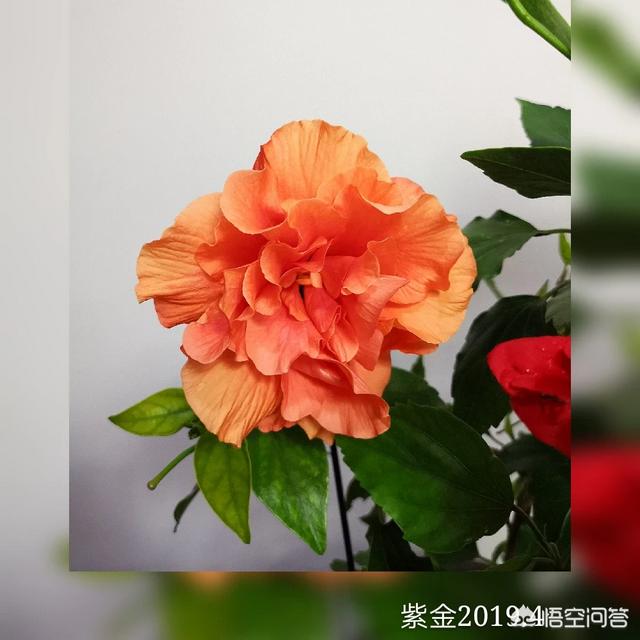 花叶美人蕉是一年生花卉:盆栽扶桑花一年能开几次花？