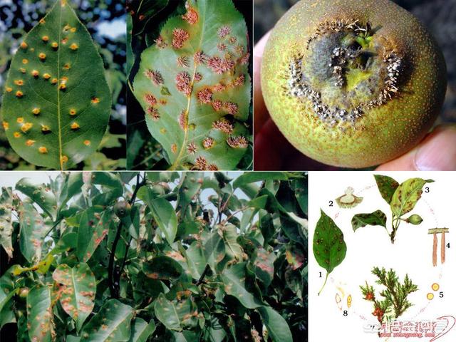 最厉害的果实的病害是什么病害?怎样进行提前防?