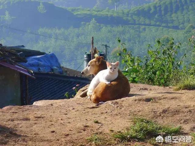 家家猫:家家猫电视购物 猫老了以后生下的孩子为什么自己要吃掉？