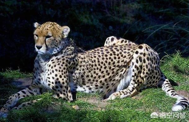 猎豹属:猎豹为了速度牺牲了什么？