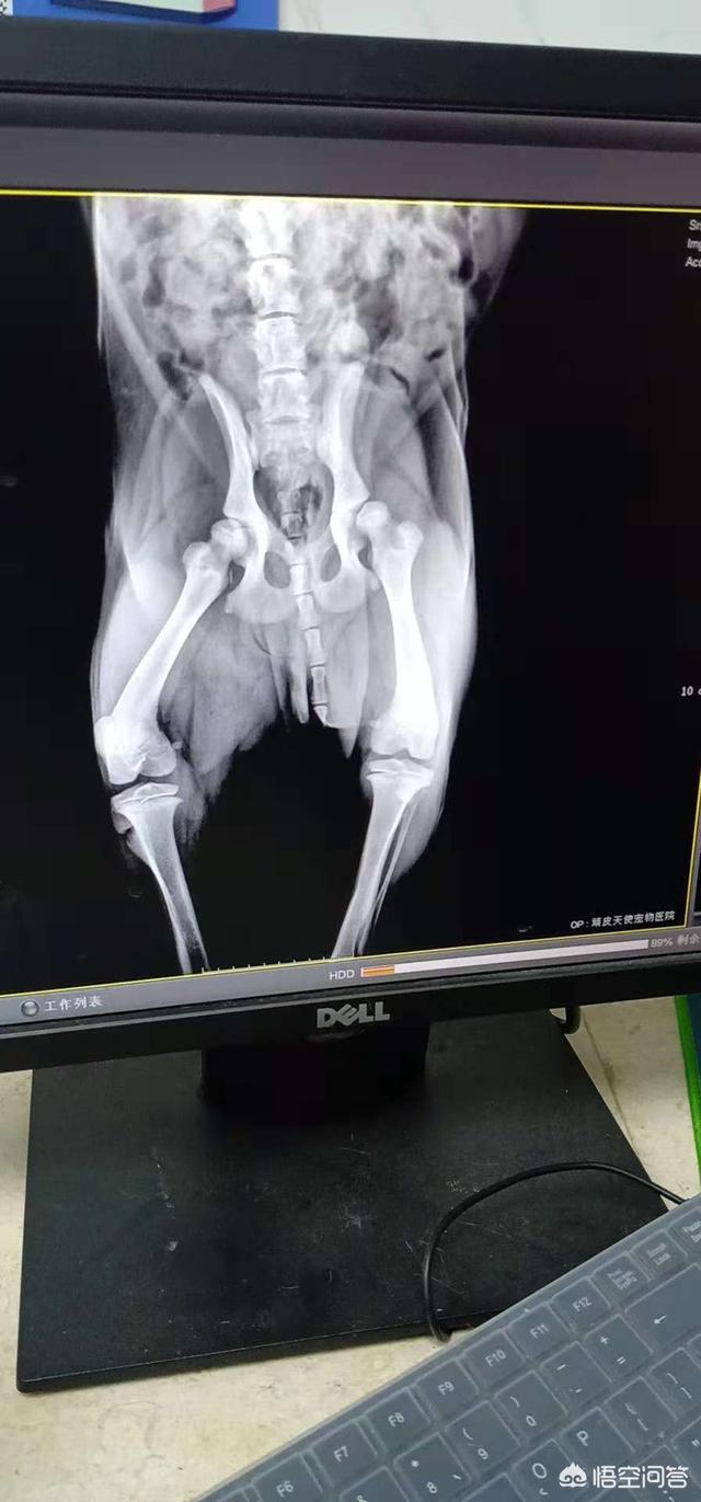 苏州萨摩耶论坛:萨摩耶髋关节发育不好吃什么药？