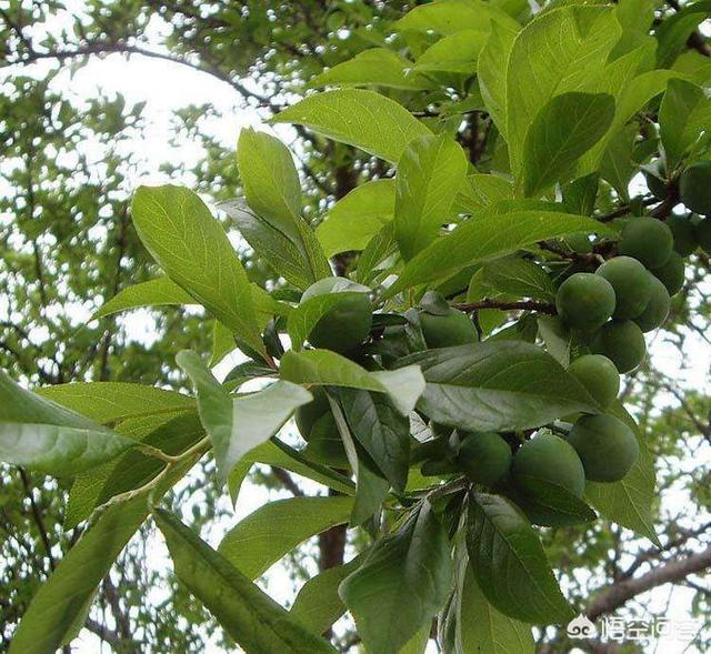 头条问答 - 李子树什么时间打药?(34个回答)