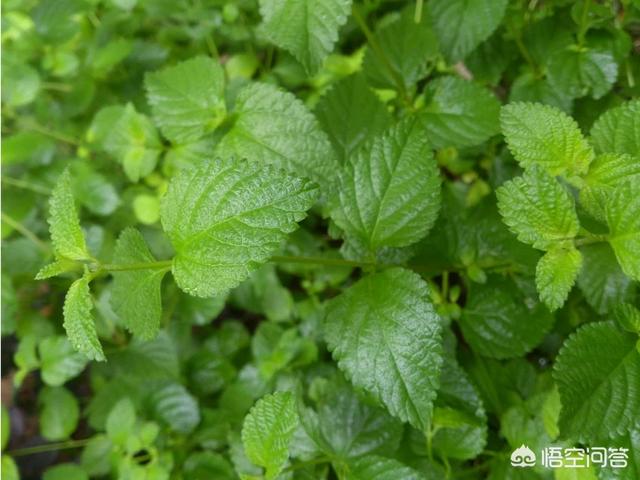 驱蚊草图片:最好的家养驱蚊植物花是什么？