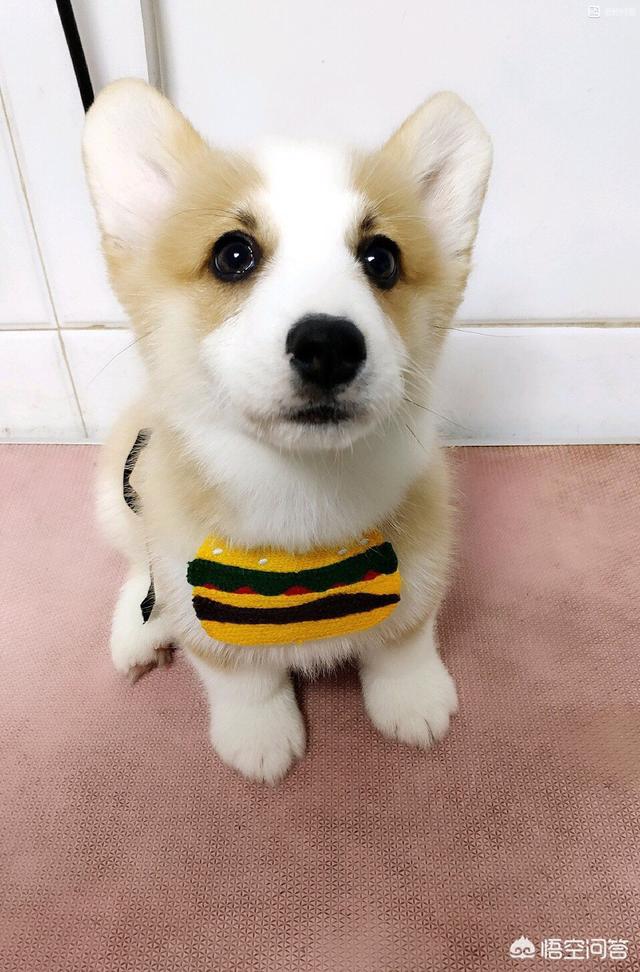 头条问答 - 三个月的柯基犬能吃白米饭吗?(15个回答)