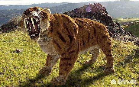 最后一只剑齿虎，最大猫科动物是哪种动物包括已灭绝的