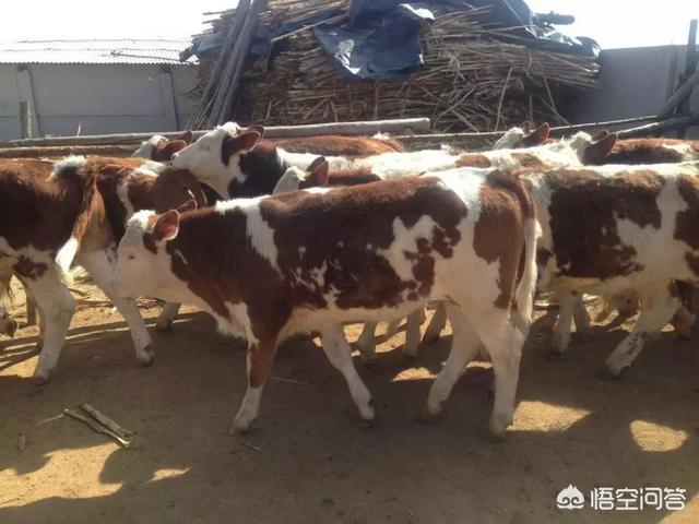 关于养牛知识点:有关养牛的基本知识 怎样让牛多长肉、增强抵抗力？