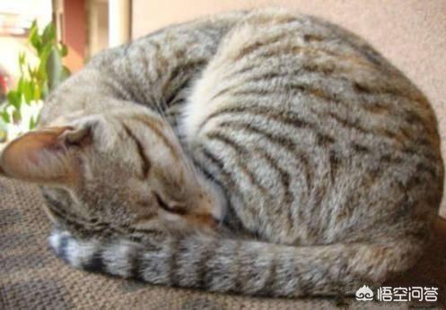 猫咪睡觉时为什么把身体卷成团:为什么有些猫咪睡觉时要把身体团成一个球？