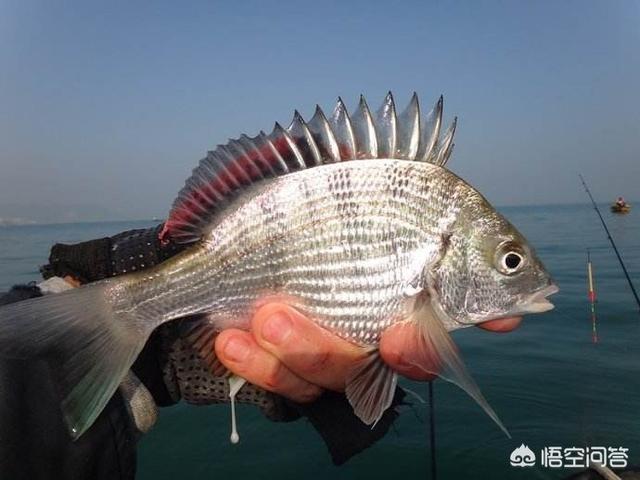 头条问答 海钓用什么鱼饵最好 是浮漂还是钓底好 个回答