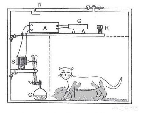 波米拉猫的图片:“薛定谔的猫”背后的物理学道理是什么？