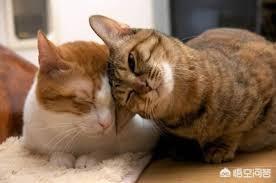 猫在你鞋底下蹭来蹭去是什么意思:走在路上不认识的小猫蹭我是什么情况？