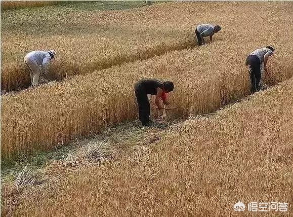 布谷鸟图片:近期麦子快熟了，还记得农村收麦子的时候吃什么饭吗？