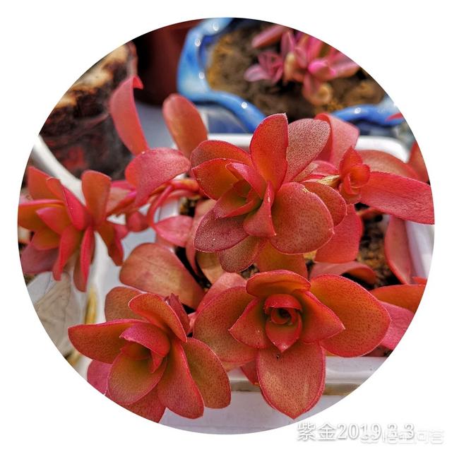 盆栽多肉植物用什么花盆颜值最高？