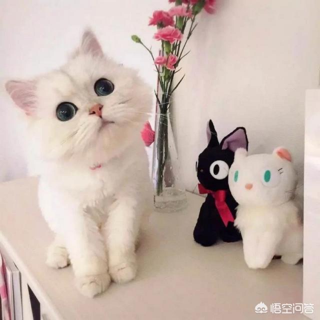 给英短吃的猫饭:给普通家猫喂剩饭剩菜能不能养好？