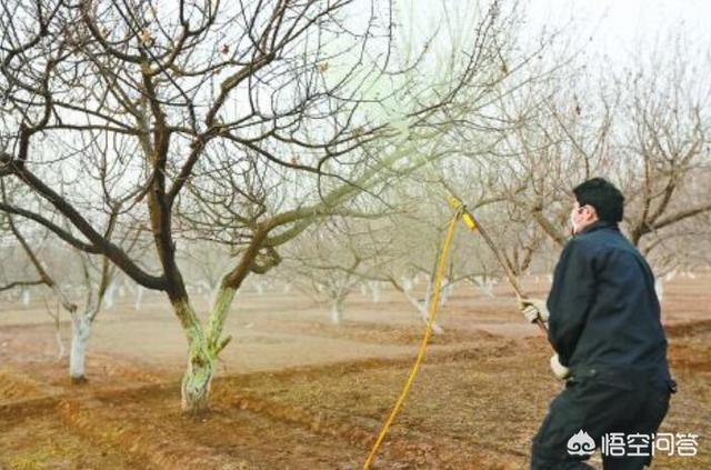 水果大战害虫加强版:果园管理病虫害和红蜘蛛，哪个月份最关键？需要什么措施？