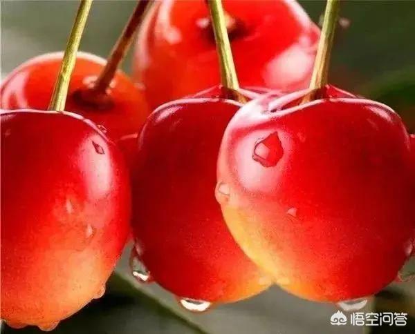 大连的樱桃为什么好吃？