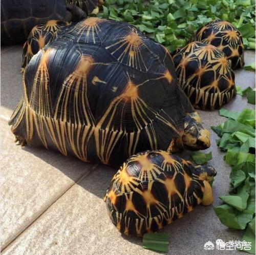 世界上什么动物寿命最长？