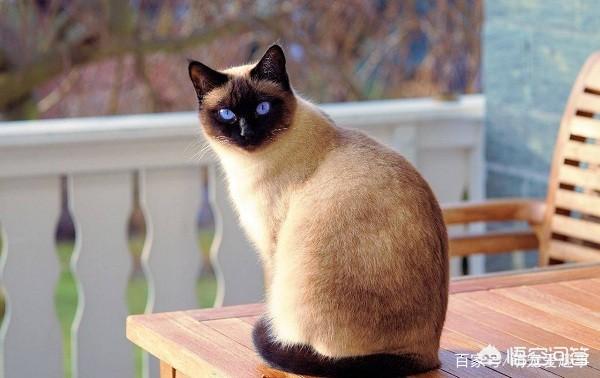 颜值高的漂亮猫咪都有哪些，颜值高的中华田园猫有哪几种
