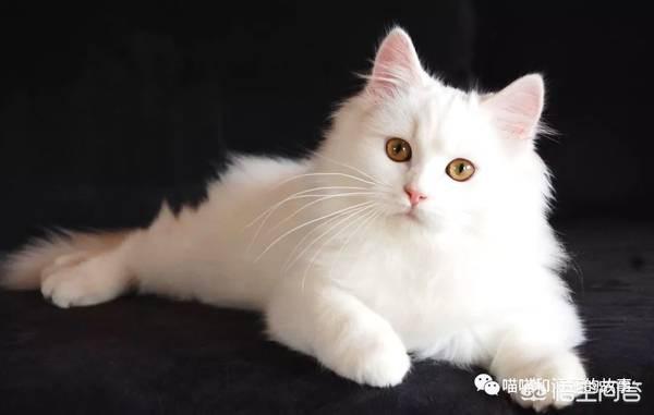 颜值高的漂亮猫咪都有哪些，颜值高的中华田园猫有哪几种