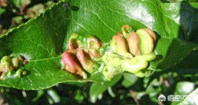 桃树树叶蜷缩卷曲发红，而且传染速度特别快是怎么回事？