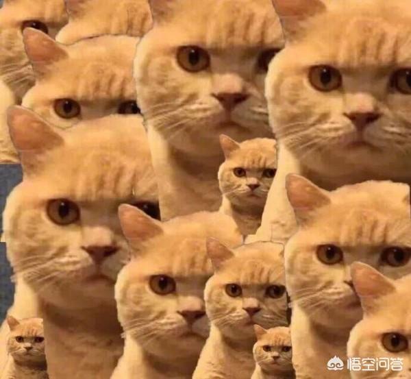 猫岛鼠岛:如果把15只公猫，15只野猫放在一个淡水岛，两年以后会怎样？