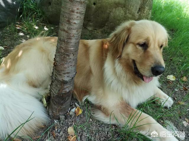 猫狗宠物知识问答:养狗麻烦还是养猫更麻烦？