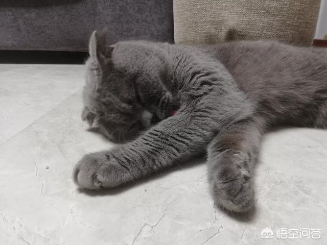 猫坚强:为什么我养的猫都活不过两个月？