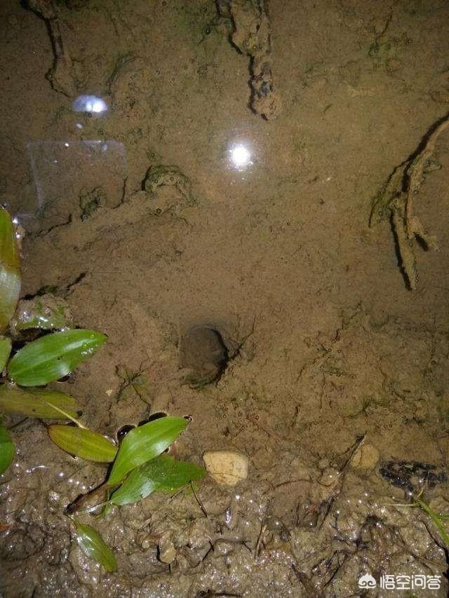 头条问答 - 黄鳝洞应该怎么找,水田里有吗?要怎么钓?(3个回答)