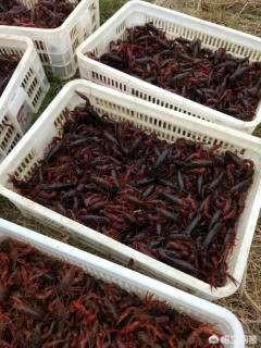 日本对虾红体治疗方法:南美白对虾肠炎病怎么预防？