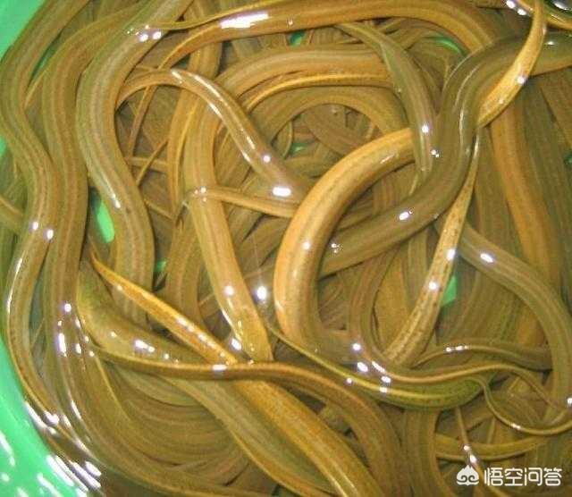 蛇吃自己:农村有句老话“蛇吃黄鳝，找死”，真的是这样吗蛇为啥不能吃黄鳝