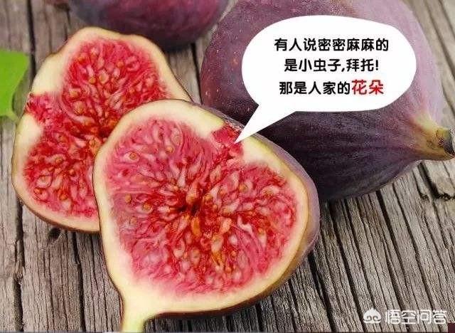 无花果为何不开花