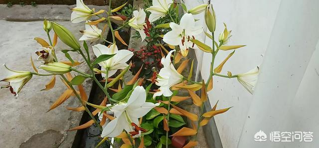 《红岩》《林海雪原》《香飘四季》《五朵金花》能算新中国的四大名著吗？