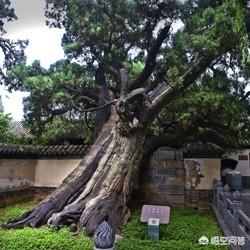 郑维山:大家对河南男人印象是什么？