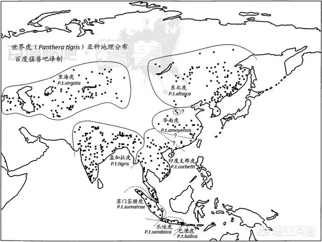 东北虎的资料:东北虎的资料英文 老虎为什么只是森林之王？从数据上来分析差在哪里？