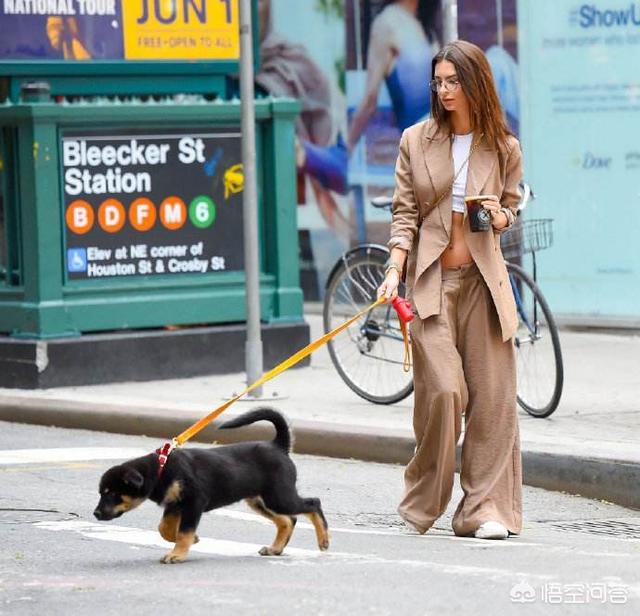 马耳他梗犬多少钱一只:我们天天遛狗，其实遛狗要遛多久呢？ 澳大利亚梗犬多少钱一只