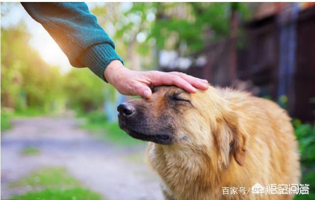 狗狗爱:狗狗为什么爱抱人的大腿？